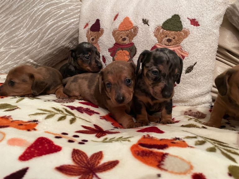 Mini dachshund puppies