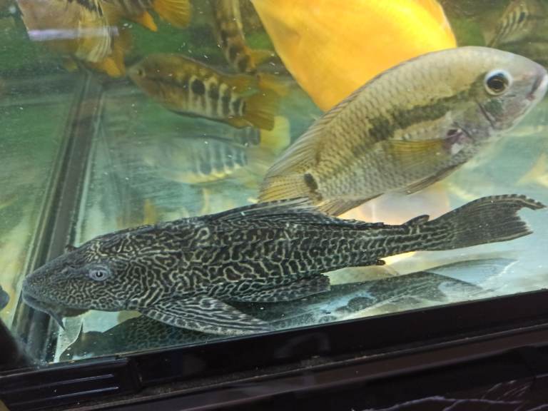 Tropical fishes cichlids