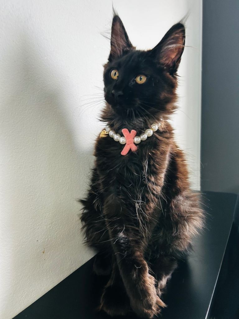 Tica registered Maine Coon full breed 
