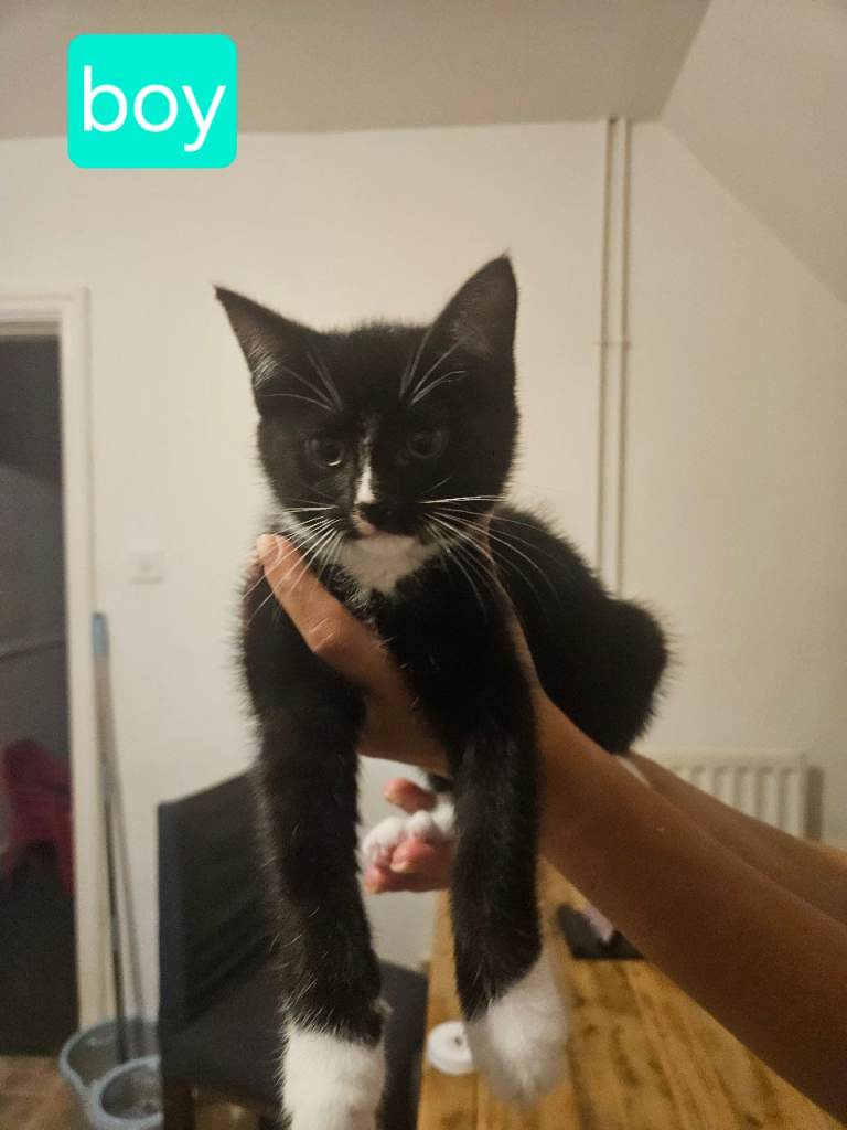 Kitten 
