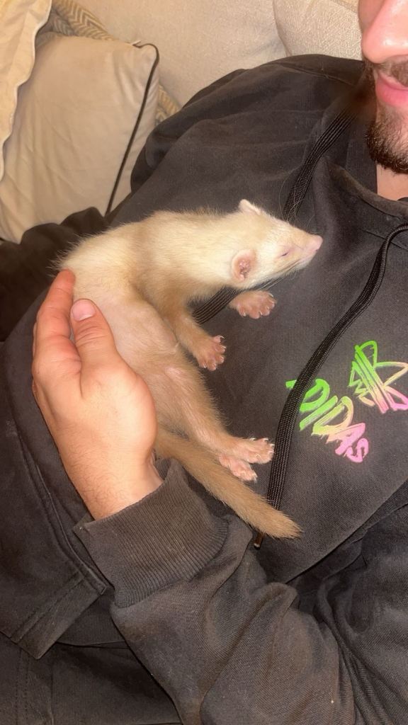 Baby ferret with cage