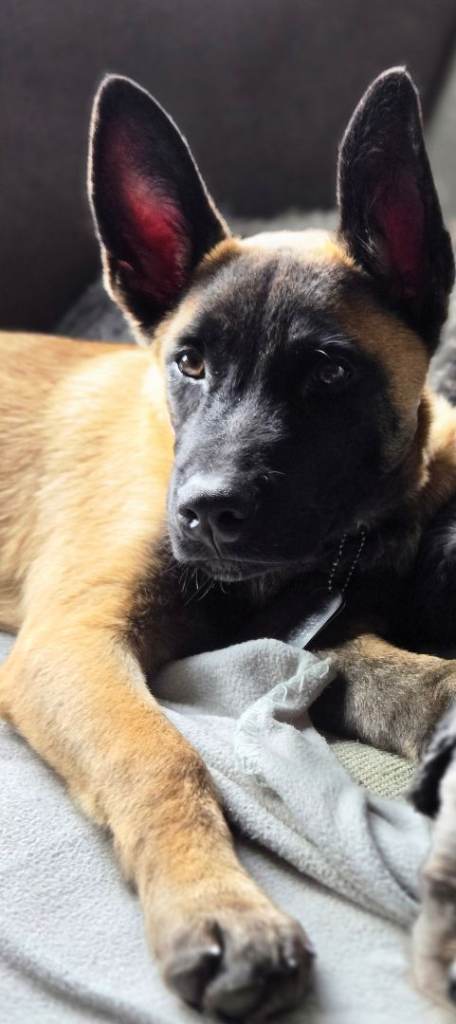 Belgian shepherd for sale 