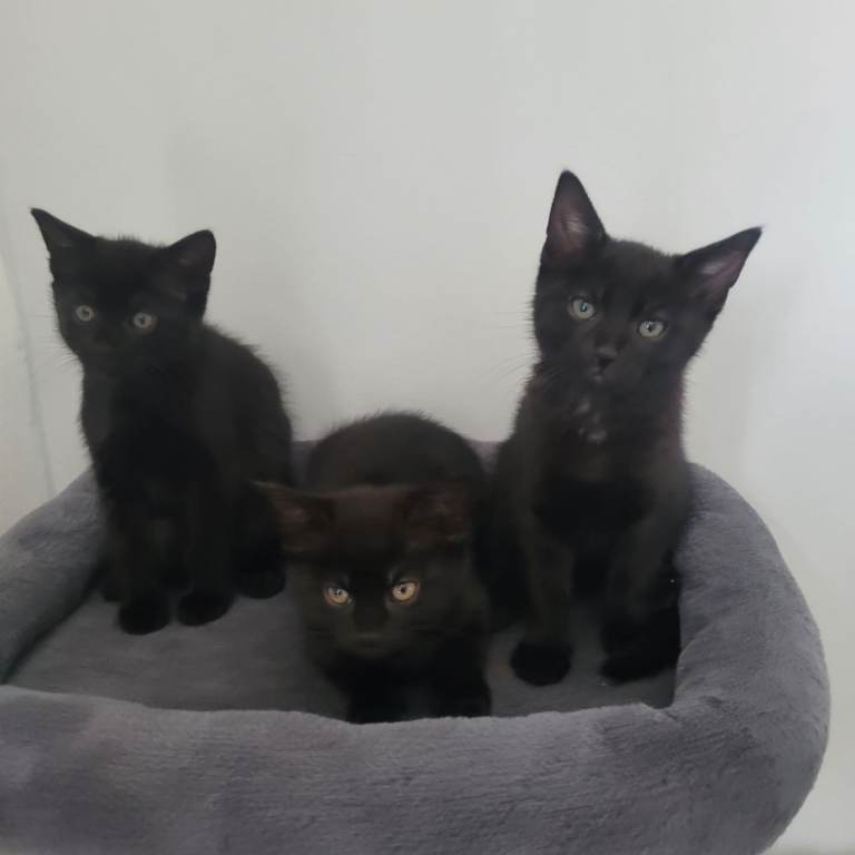 3 beutiful kittens for sale 