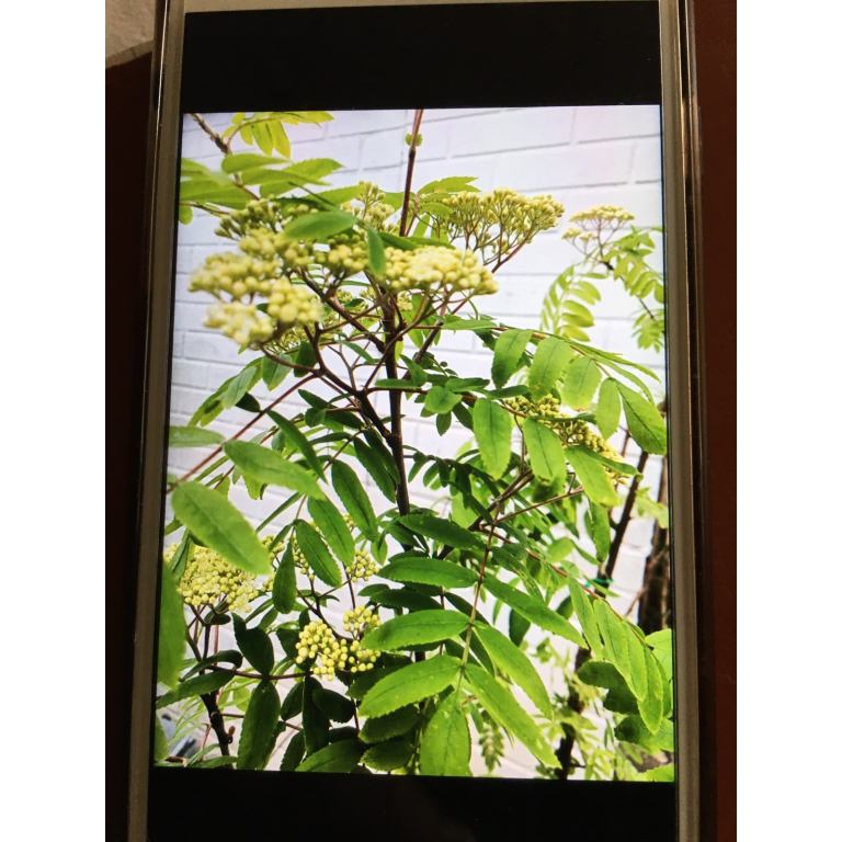 Mountain Ash Rowan Trees. 1.30 m tall. 