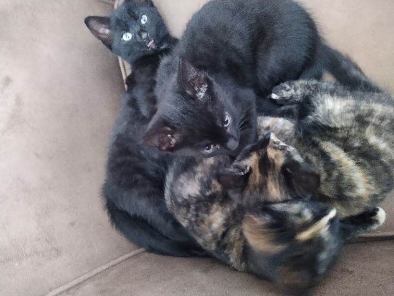 Kittens, black.