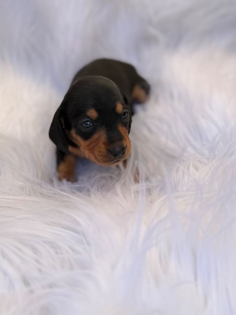 Pure miniature daschund puppy
