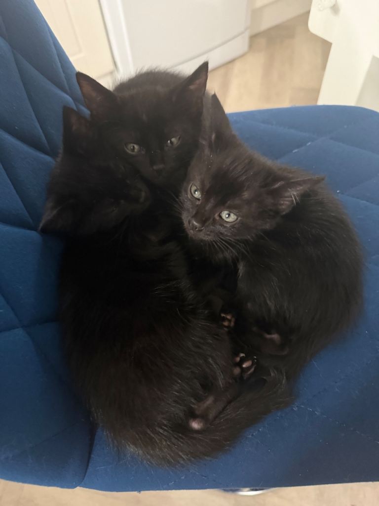 5 kittens for sale - ready now
