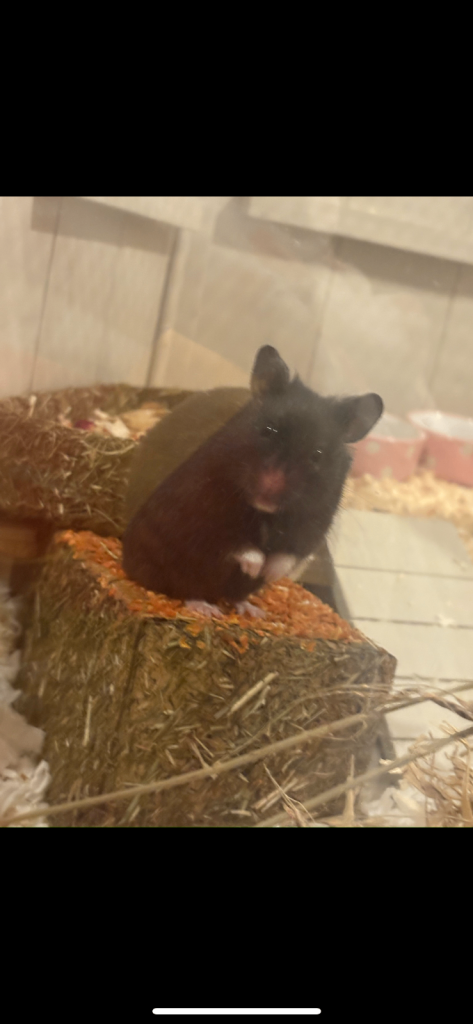 COLLECTION ONLY Hamster, cage, accessories