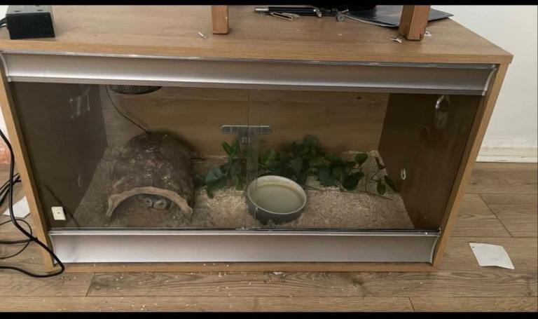 Ball python Snake for sale with tank 