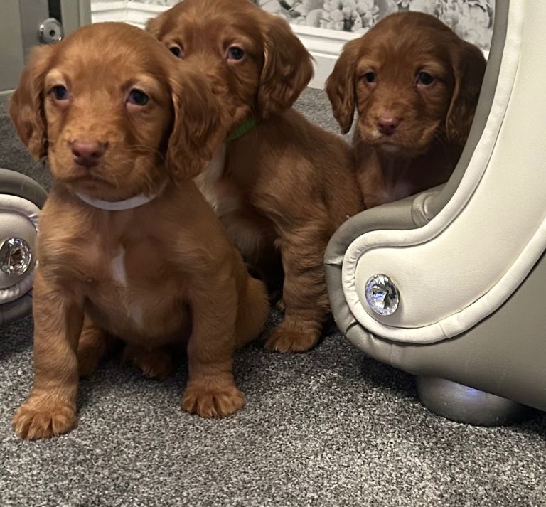 Cocker Spaniel Puppies