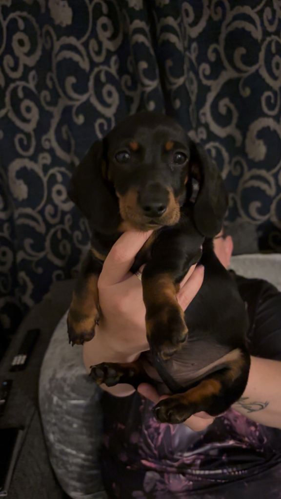 Miniature Dutch hound puppy 