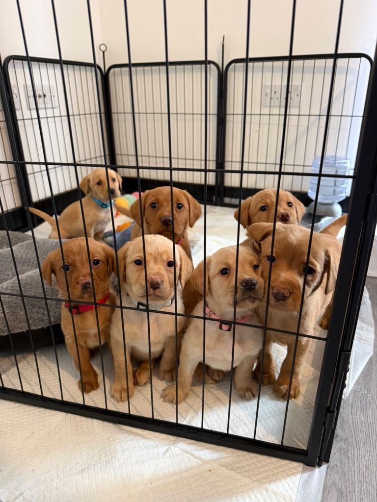 KC Registered Red Fox/Golden Labrador Puppies