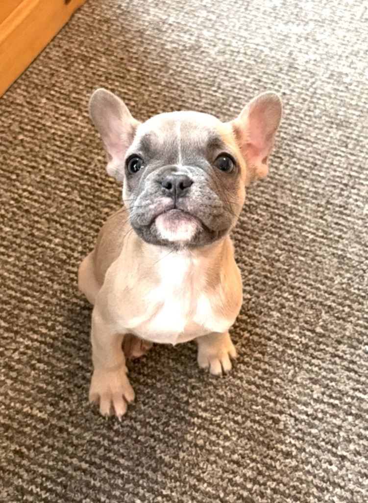 Female French Bulldog Pup KC Reg