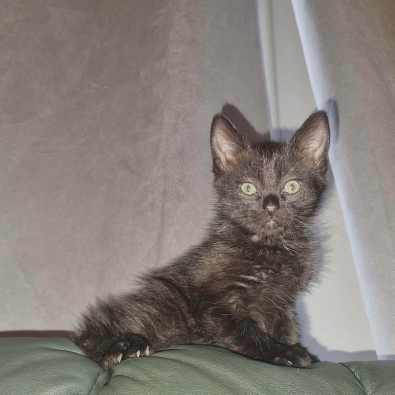 Beautiful kittens looking for new homes