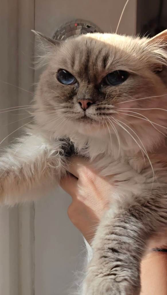 Beautifull British Long Hair x Ragdoll cat. REDUCED NOW 