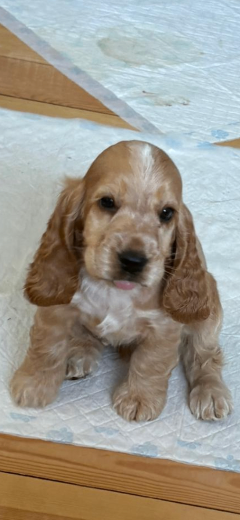 💗🩷 stunning last show cocker spaniel