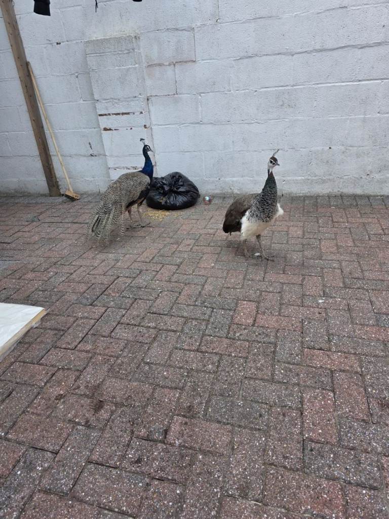 Pair of Peacocks for sale