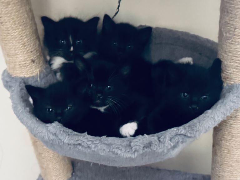 Kittens 