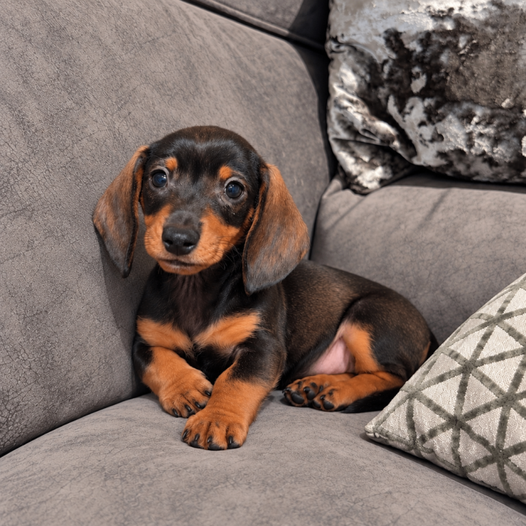 Mini Dachshund Pups 
