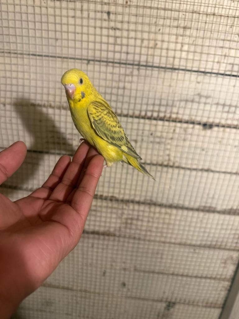 Budgies for sale