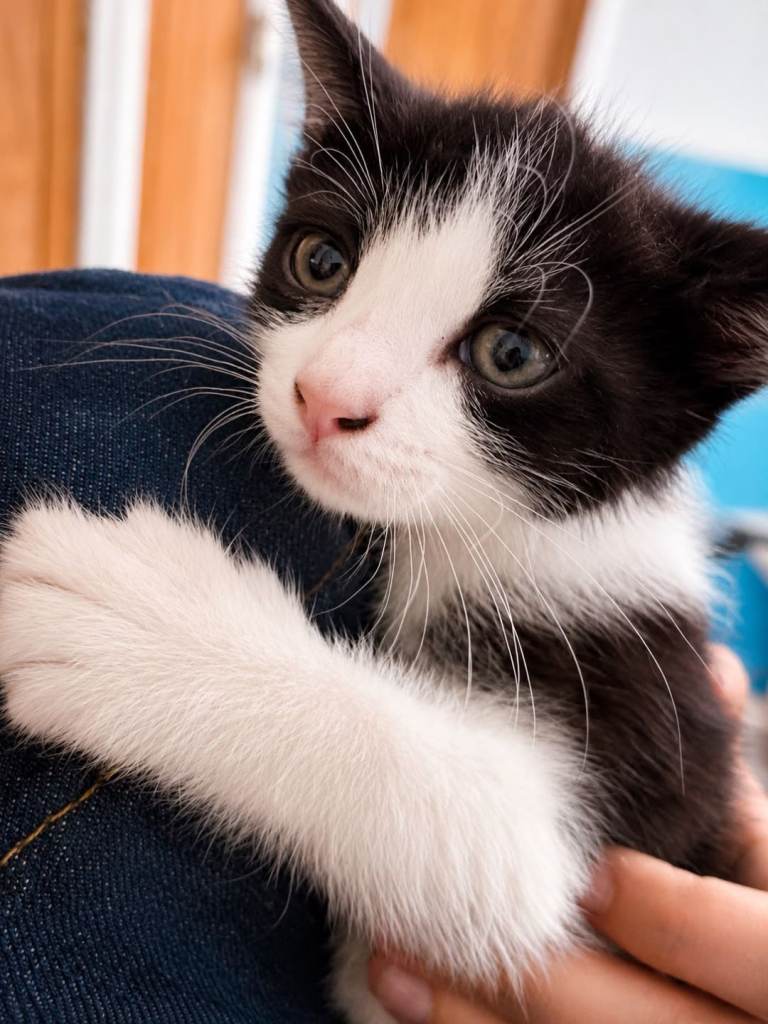 Boy kittens