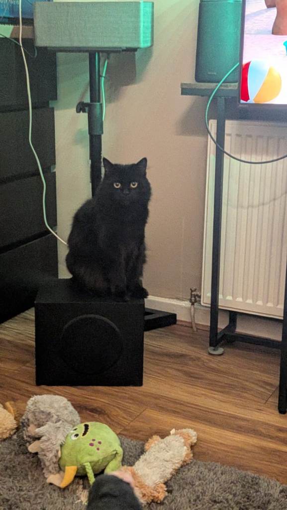 LOST CAT – CODA – GLASGOW G33