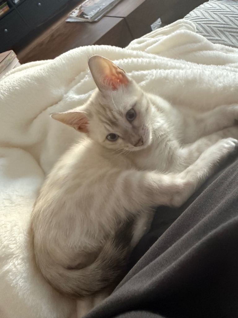 Snow Leopard Bengal Kitten 