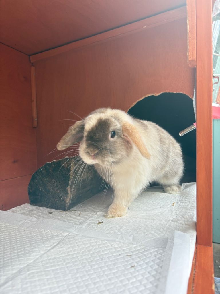 Meadow the Mini Lop