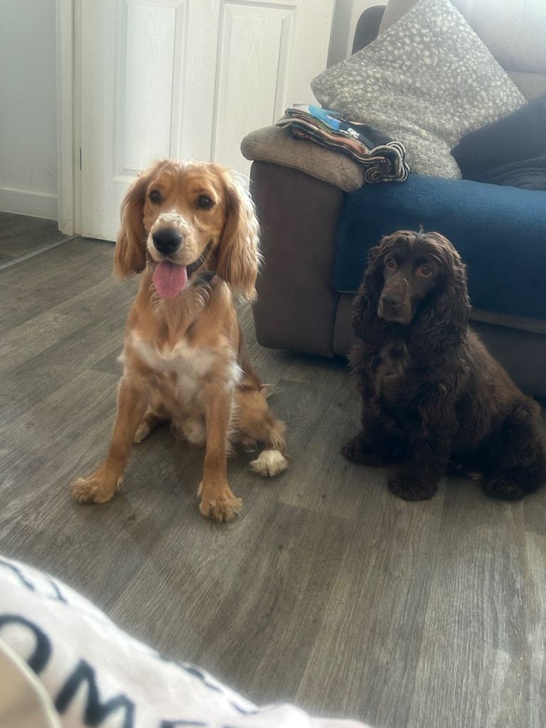 Kc cocker spaniel male puppy