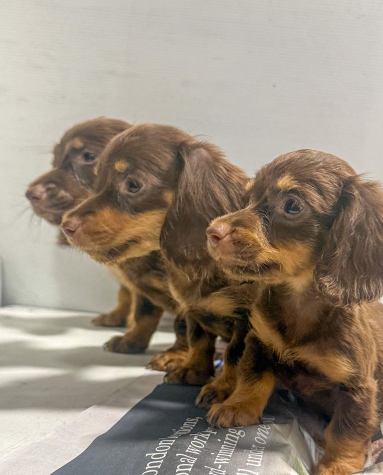 Miniature Dachshund Puppies