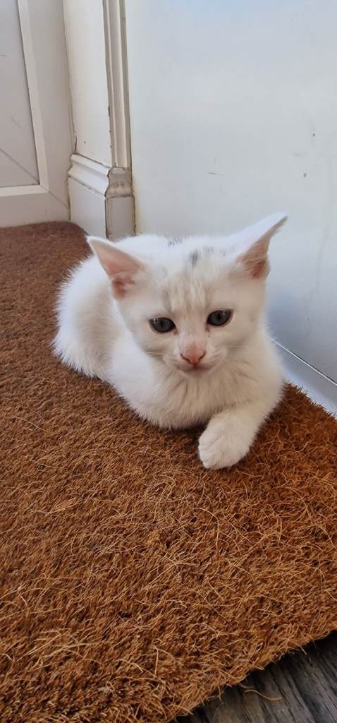 Kittens for sale 