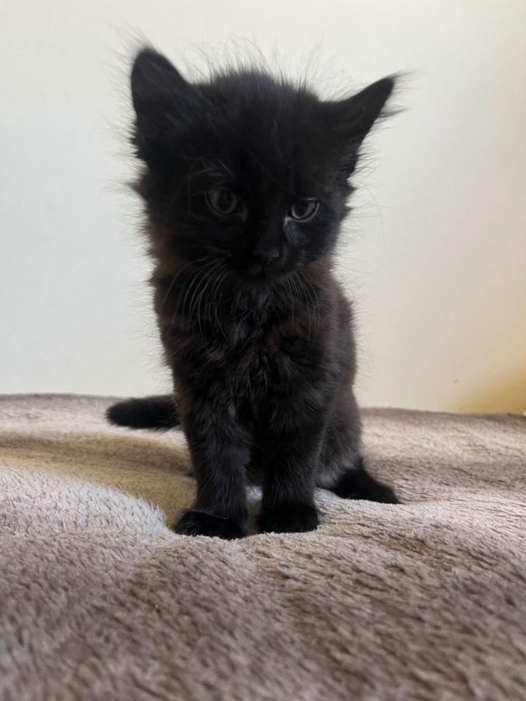 3 kittens looking for a new home