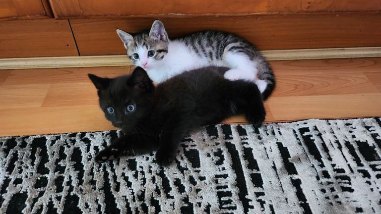 Adorable Kittens Looking for Their Forever Homes