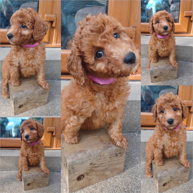 F3b Miniature Labradoodles Puppies 