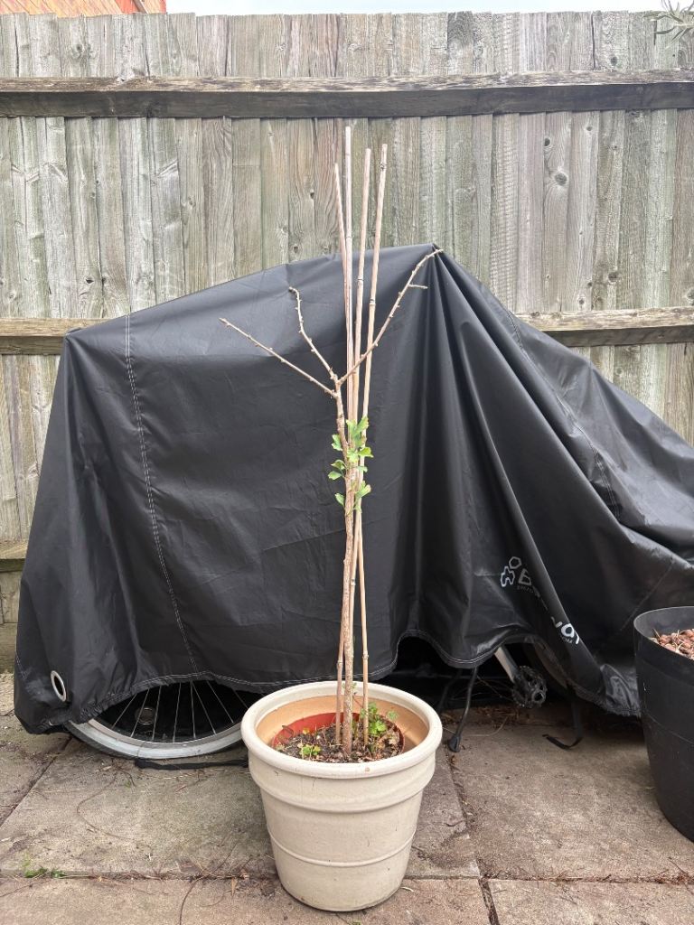 Ginkgo Biloba Tree - Maidenhair Tree - Young Plant