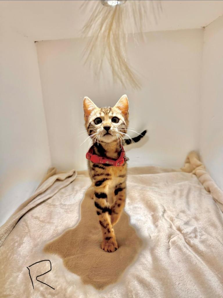 Bengal kittens 