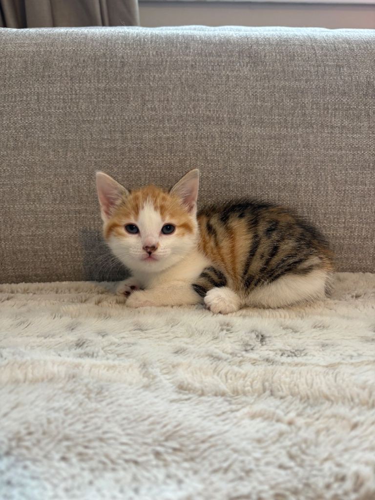 3 x female 1 x male kittens nearly ready for their forever homes 