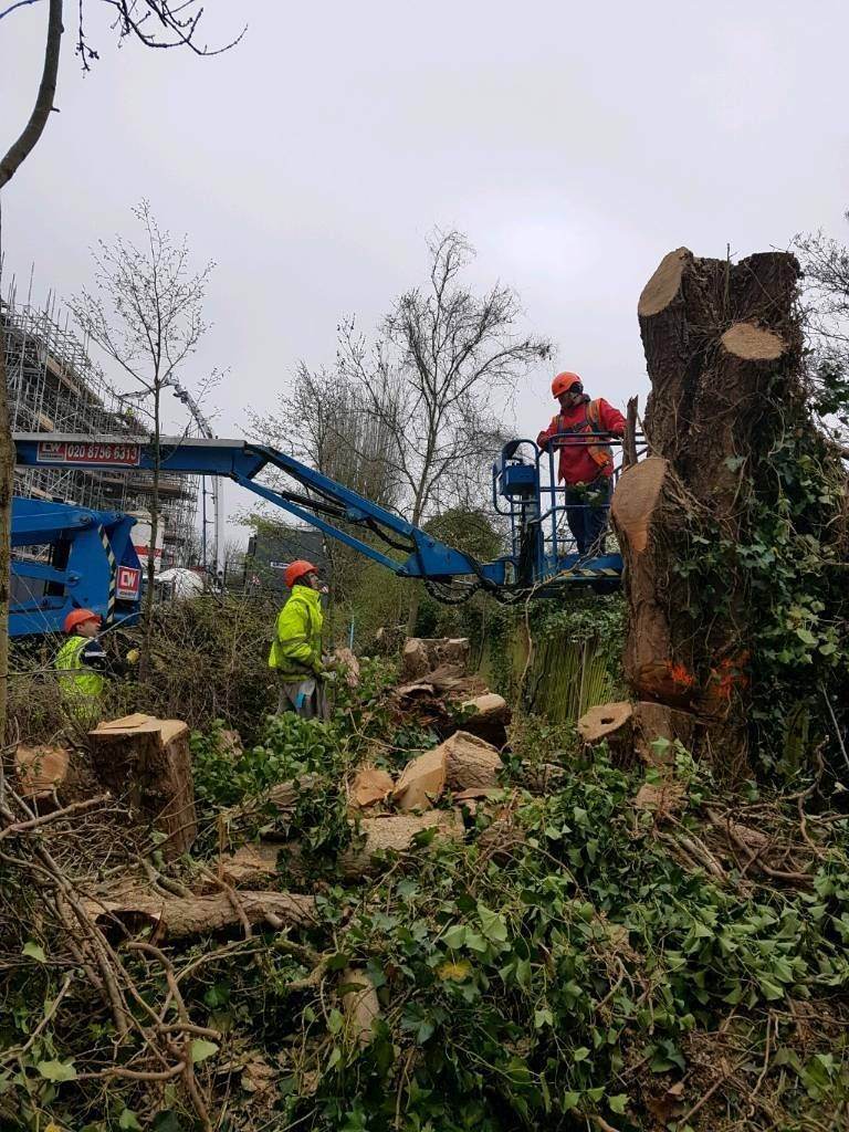 GARDEN CLEARENCE &JUNGLE  CLEARENCE  GREEN COLECT WHER NO ACCES WILL MAKE THE ACCES 