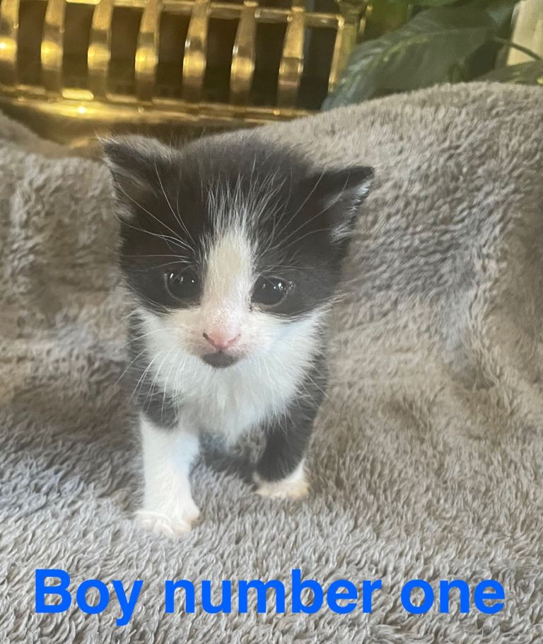 ALL KITTENS HAVE BEEN RESERVED!