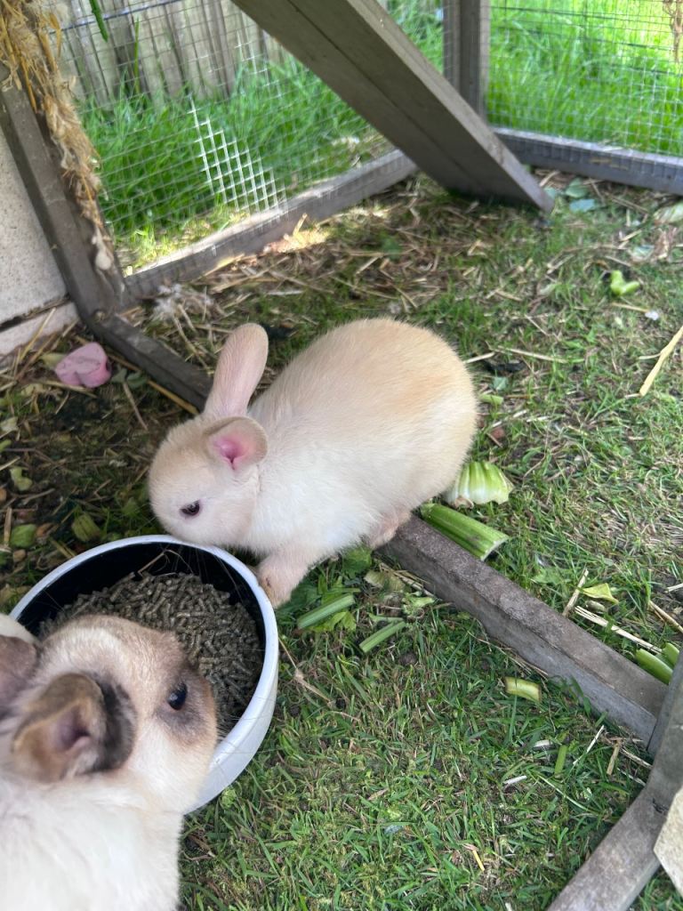 Mini Netherlands loop x  looking for a new home 