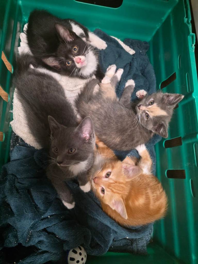 READY TO GO 4 lovely kittens