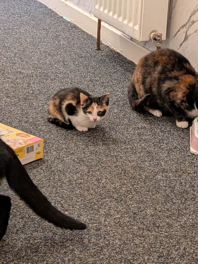Kittens for sale 