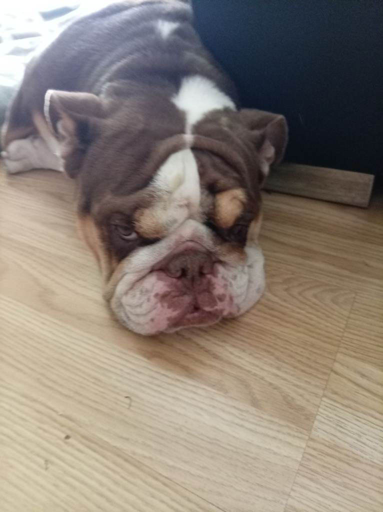 Female english bulldog 