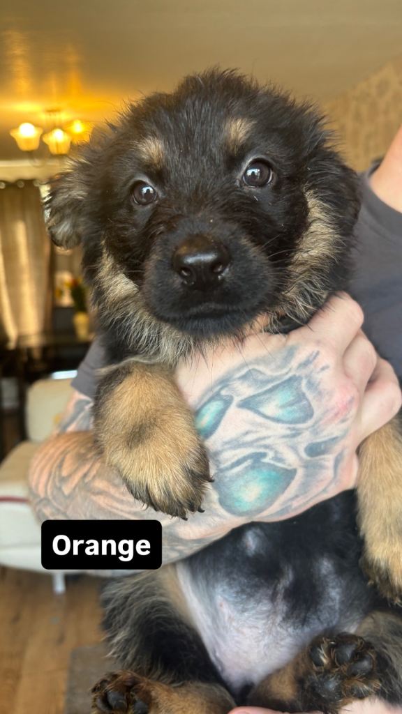 German shepherd puppy ready to go 