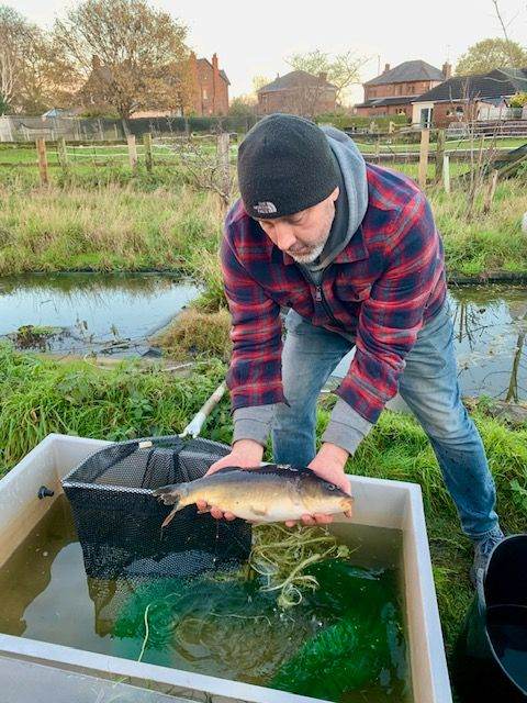 Mirror Carp (Various sizes 10-12 Inches)