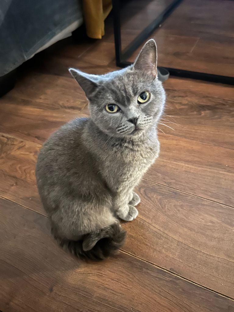 British shorthair female cat for sale  