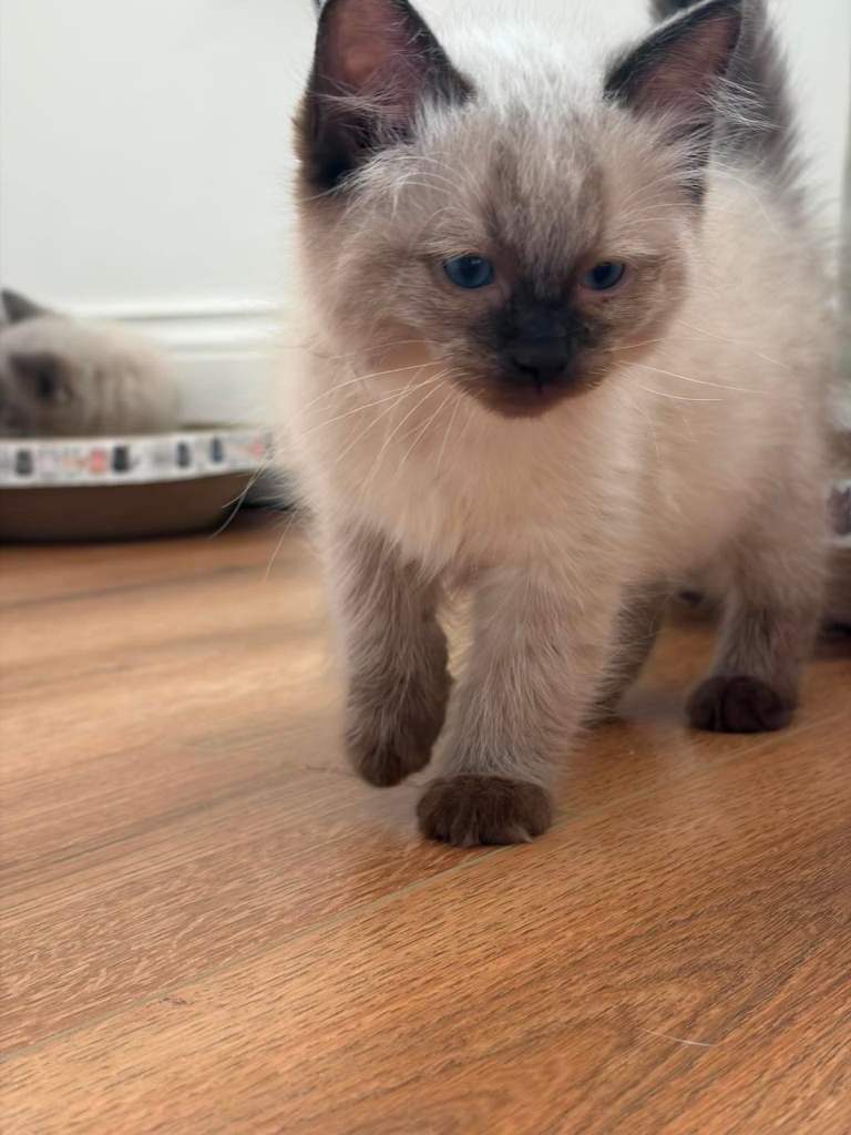 Full ragdoll kittens ONE BOY LEFT