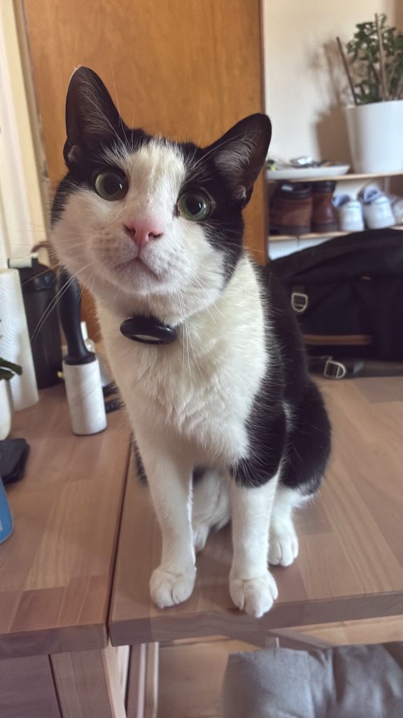 Lovely 1.5 Year Old Indoor Cat Looking for a Calm Forever Home – Crouch End