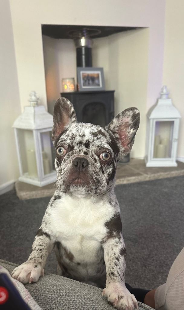 French bulldog looking for forever home 