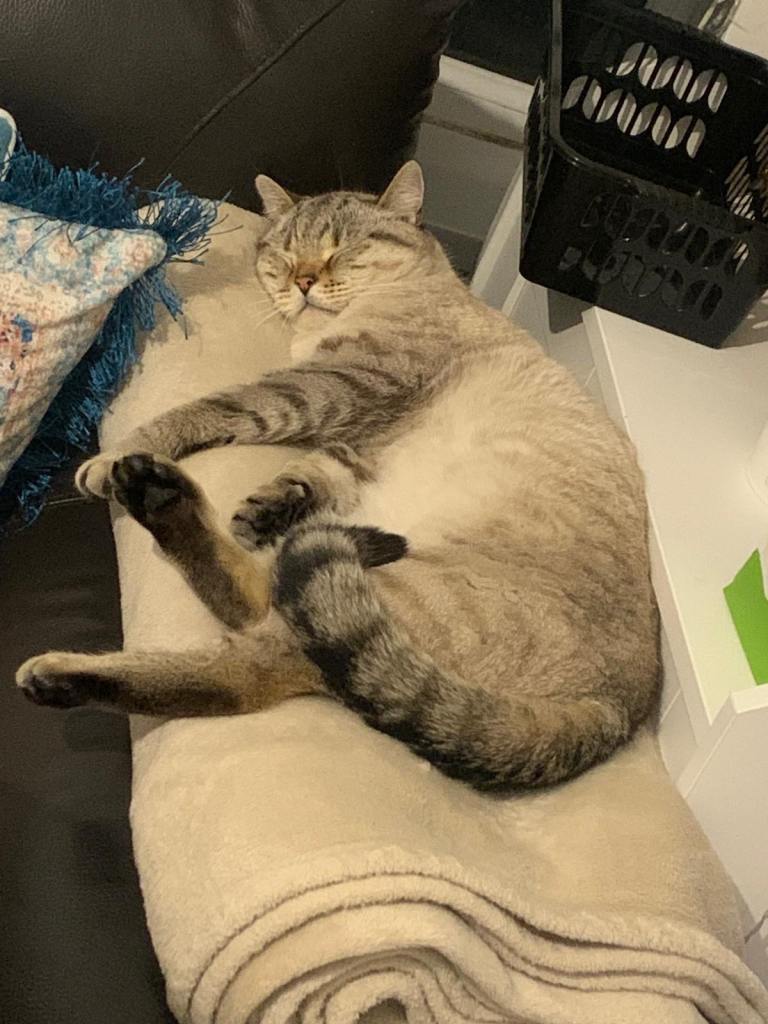 Male British Shorthair